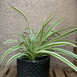 Spider Plant