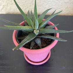 Succulent Plant 🪴 