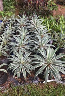 White Variegated Agave Cactus