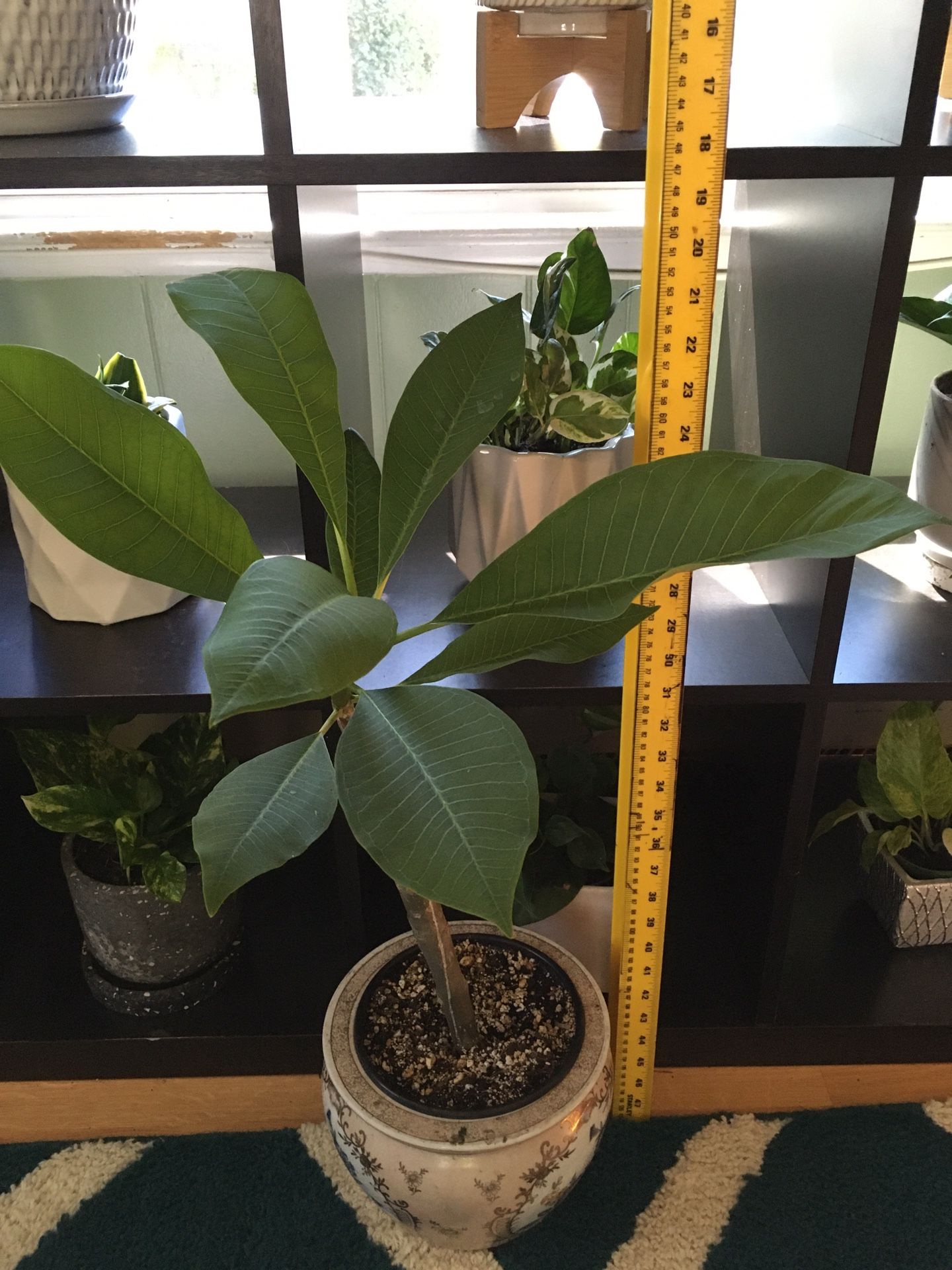 Hawaiian Plumeria with 2 small Pots Of Mother Of Thousands