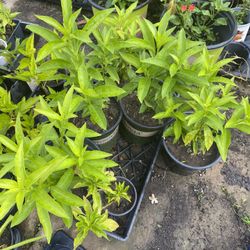 Ratkirani/Night Blooming Jasmine  /Hasnahena Plants -will bloom soon( 9-12 inches bush)