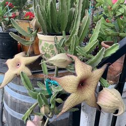 Flowers For Sale/Plantas De Venta