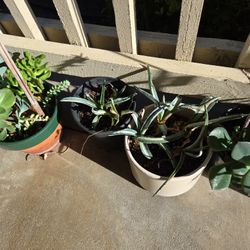 Baby Varigated Agave