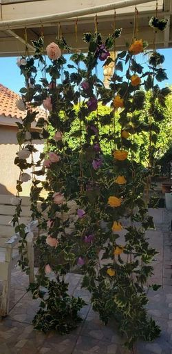 Vines