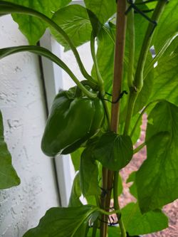 Bell pepper plant