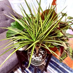 🌿HAWAIIAN MONEY TREE❤️Golden Dracaena🙏20” Height❤️PLS READ DESCRIPTION