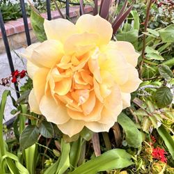 Beautiful Flowers Plants.