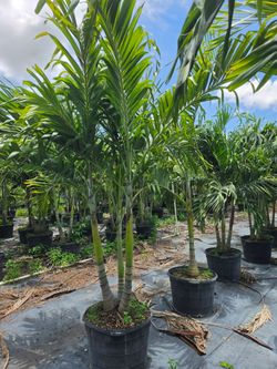 Christmas palms over 8 feet tall Instant privacy Hedge and decoration