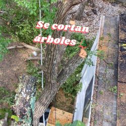 Se Cortan Árboles