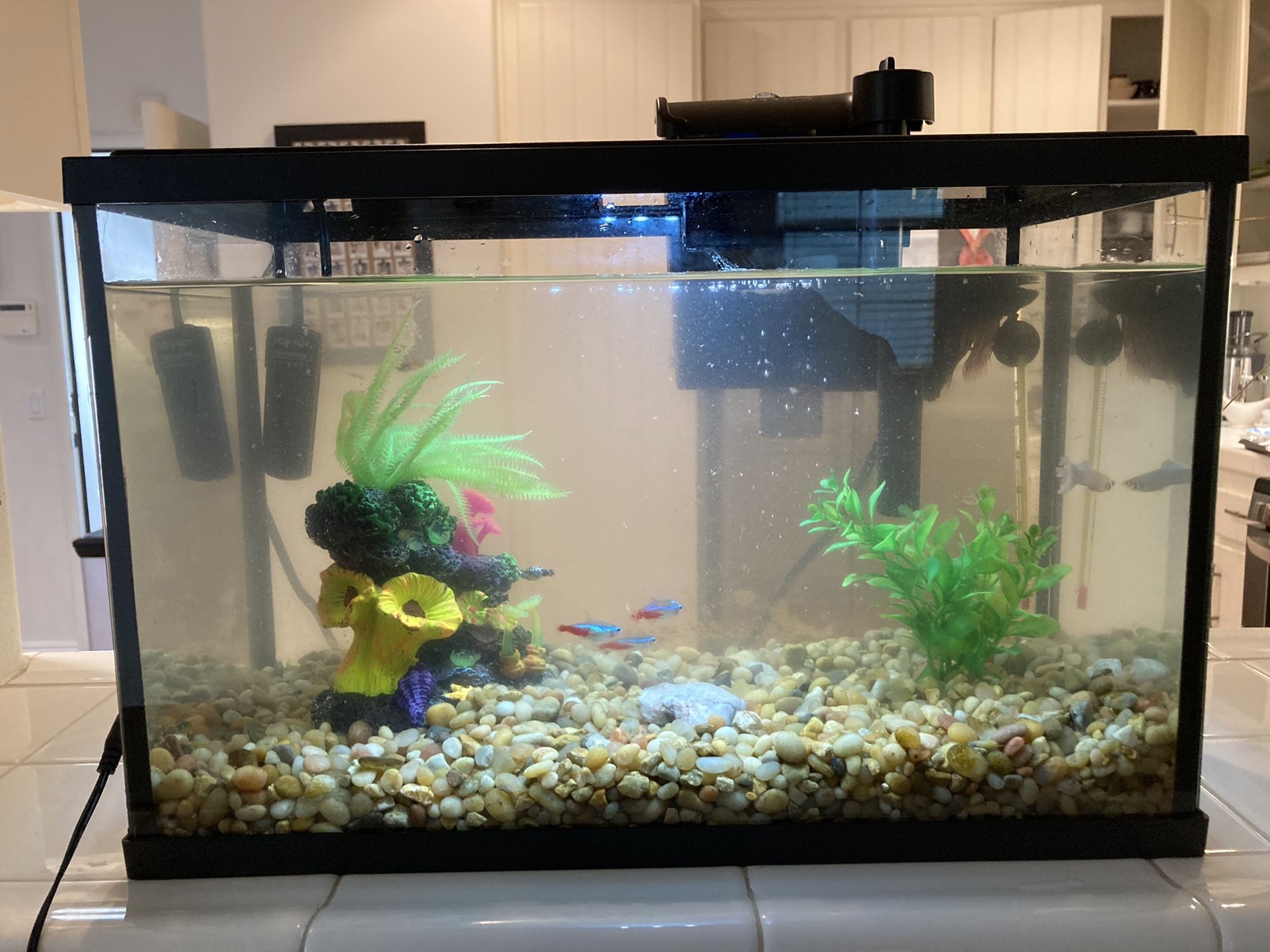 TOPFIN **5 Gallon Fish tank** Complete