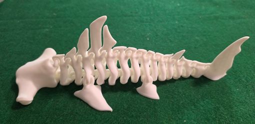 Hammerhead Shark Spine Art Sculpture Plastic Matte White  11.25 in Large.