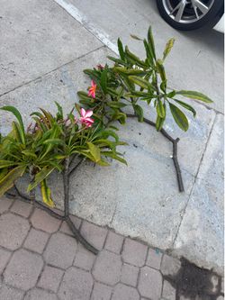 Big cutting plumeria 20$ each