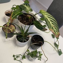 Multiple Plants – Rescue / TLC Project