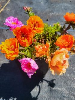 Flowers Succulents And Cacti 