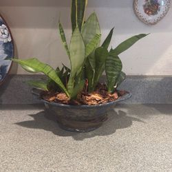 Real Snake Plant 