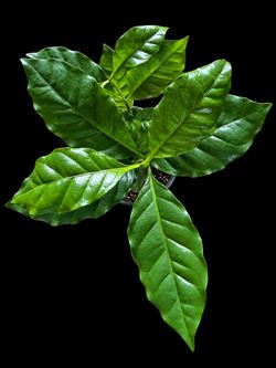 Coffee Plant (Coffea arabica) #4