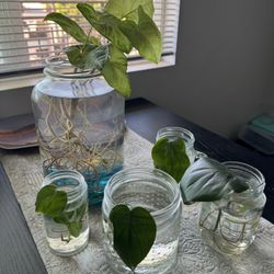 Plants With Roots In Water All For &15