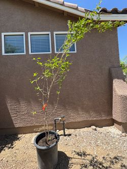 Pomegranate Tree Angel Red