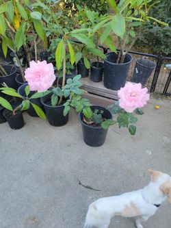 Rose/Rosal
