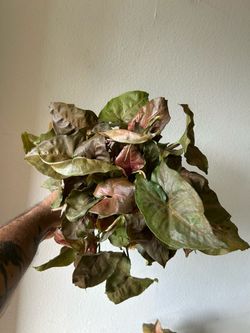 Syngonium