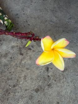 Cutting plumeria