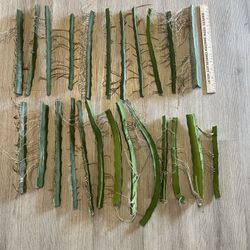 Cuttings - Organic Beautiful Homegrown Dragon Fruit Cactus Plant Succulent Houseplant