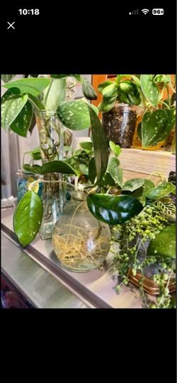 💚🌱 Hoya Carnosa Splash Plant Starter Rooted in Vintage Glass Cruet Water Propagation Super Easy