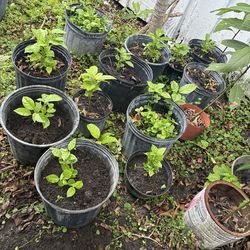 Passion fruit plant