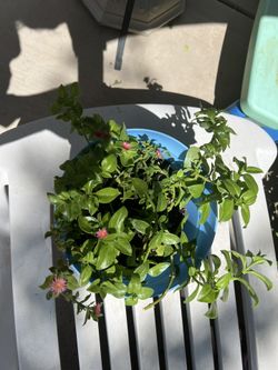 SUNNY ROSE PLANT