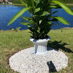 For Sale In Pot 