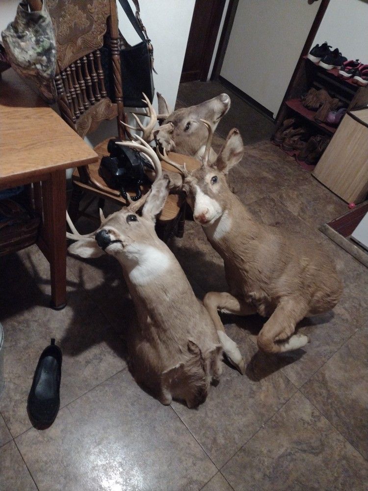 Deer Mounts Must Pick Up