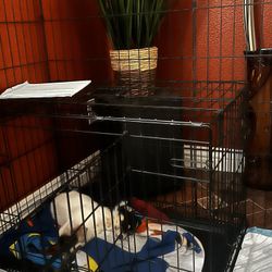 Dog Cage 