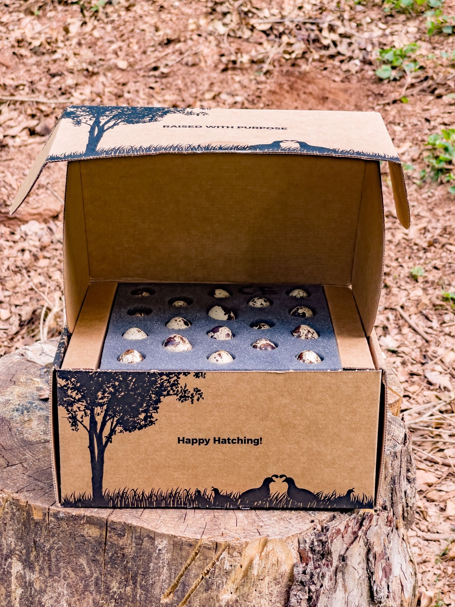 Fertile Quail Eggs For Hatching