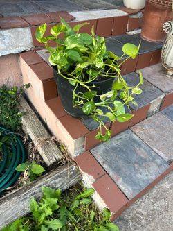 $35 bonita planta