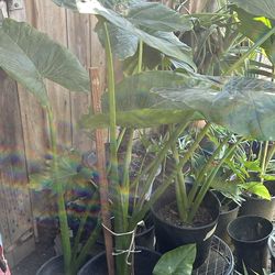 Lots of beautiful plants 🪴