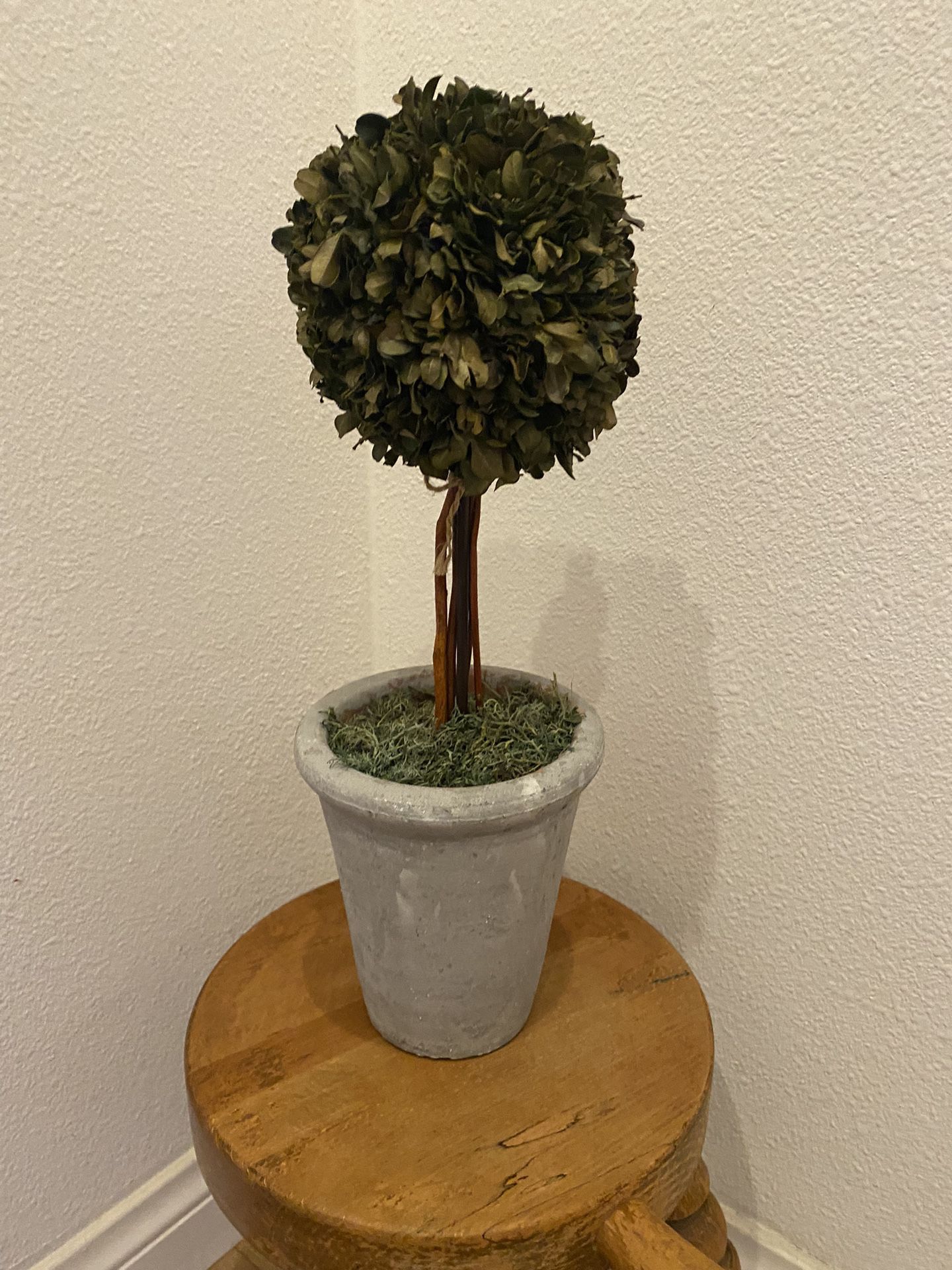 Preserved Dried Boxwood Topiary 