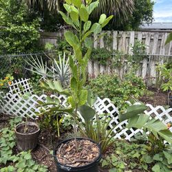 Jackfruit Tree 5-6ft