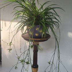 Spider Plant In Pot