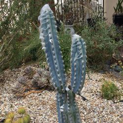 Pilosocereus Cuttings