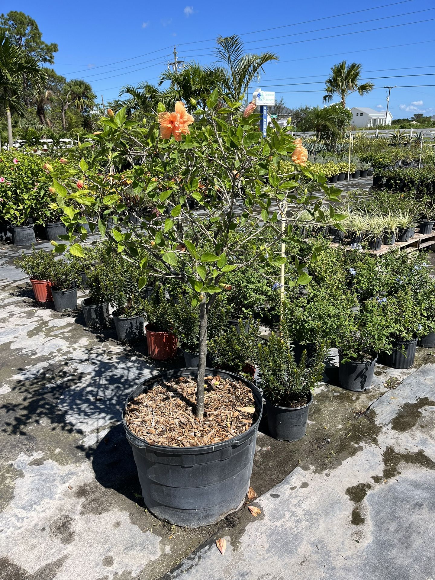 Hibiscus