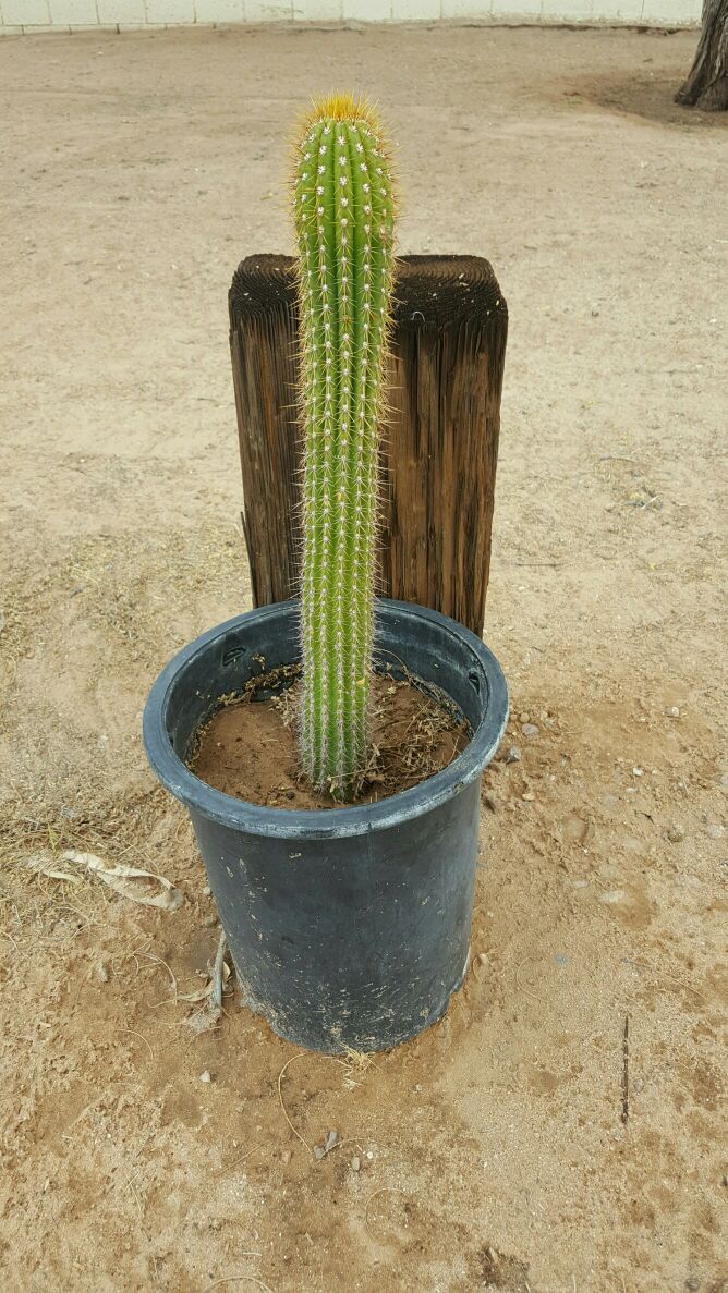 Cactus