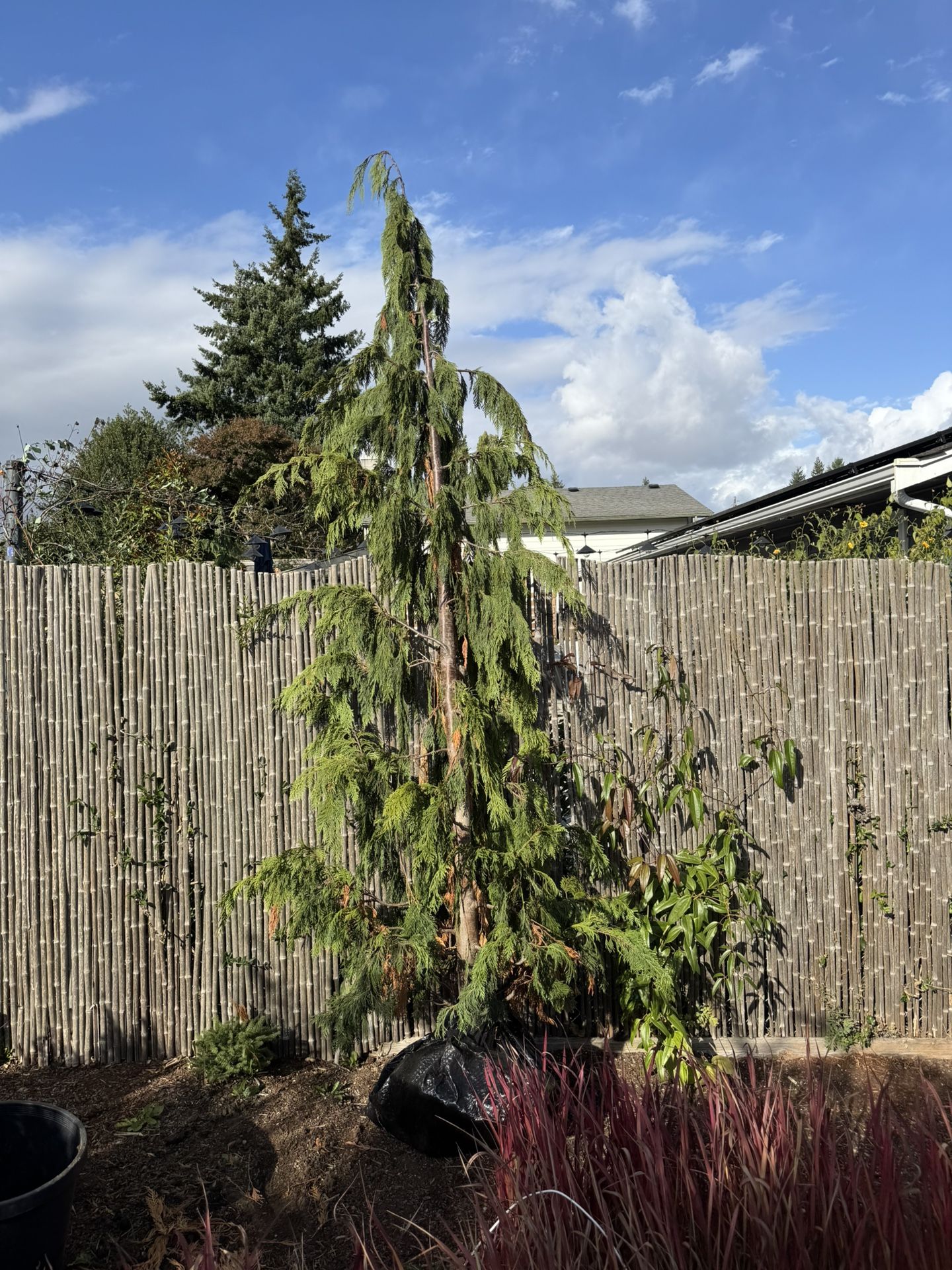 Weeping Cedar