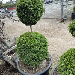 Boxwood Topiary