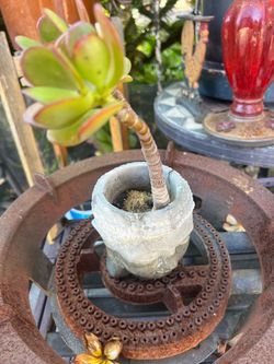 Small Cactus in Concrete Pot 3 differents plants