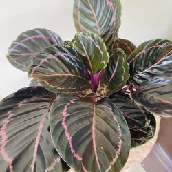 Calathea Dottie Plants