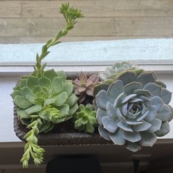 Succulents / Plants