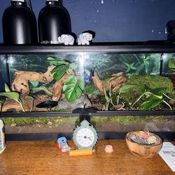 Thrive Open Front Terrarium ( Only Had For 2 Weeks ) 