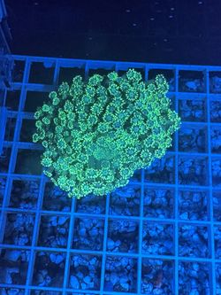 Saltwater Reef Fish Tank Aquarium Fake Decorations 