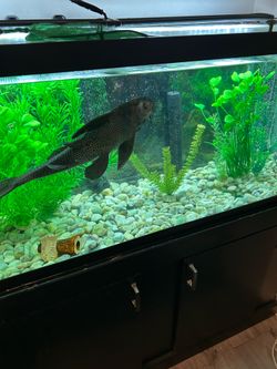 80 - gallon Aquarium and Cabinet Stand and Fluval FX4 Filter (may consider selling separate)