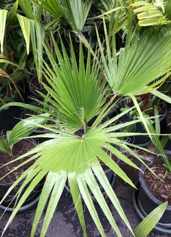 Palm tree in pot decorative green plant drought tolerant